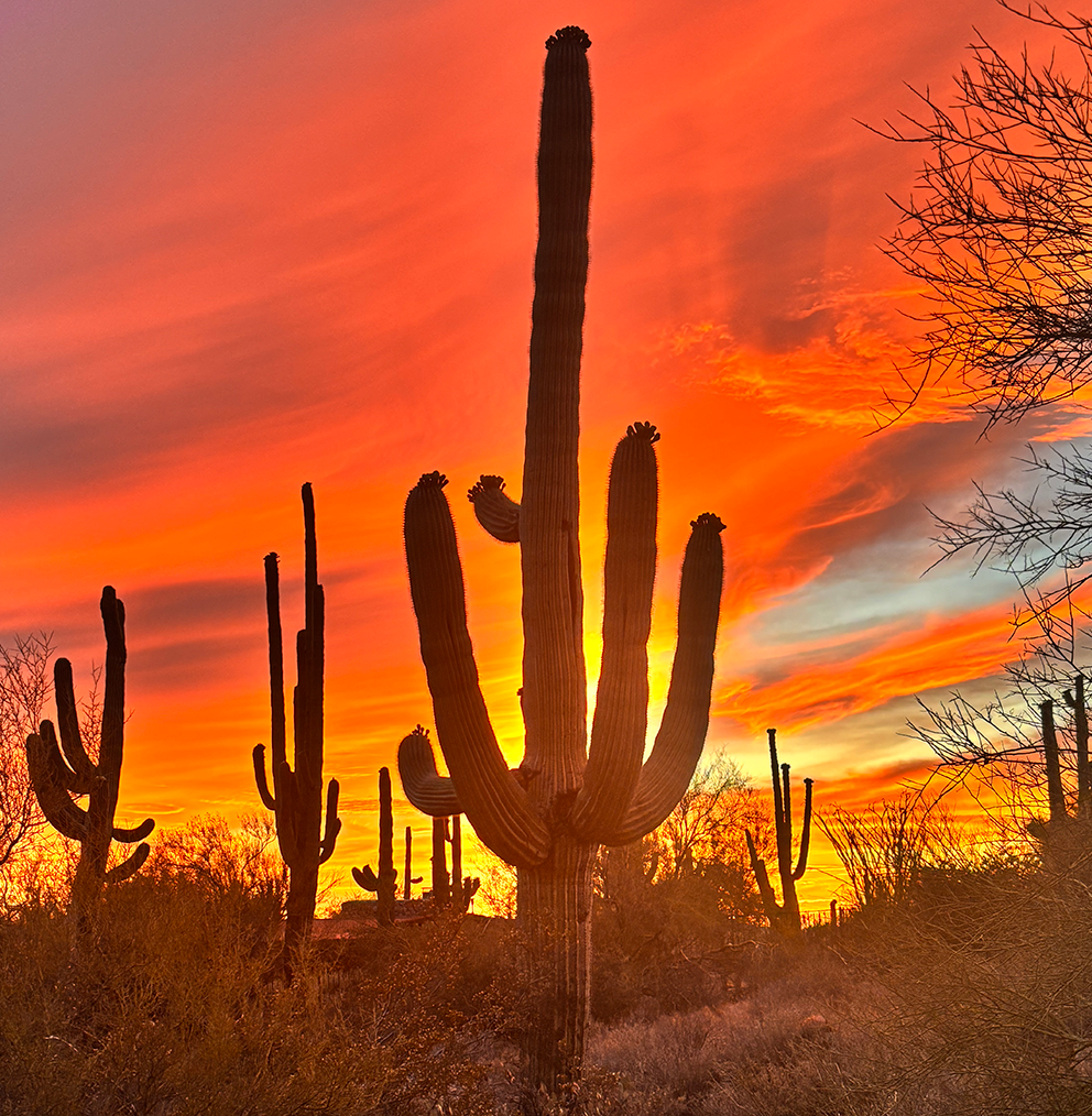 Saguaro cactus with beautiful fire sky in the background at sunset.